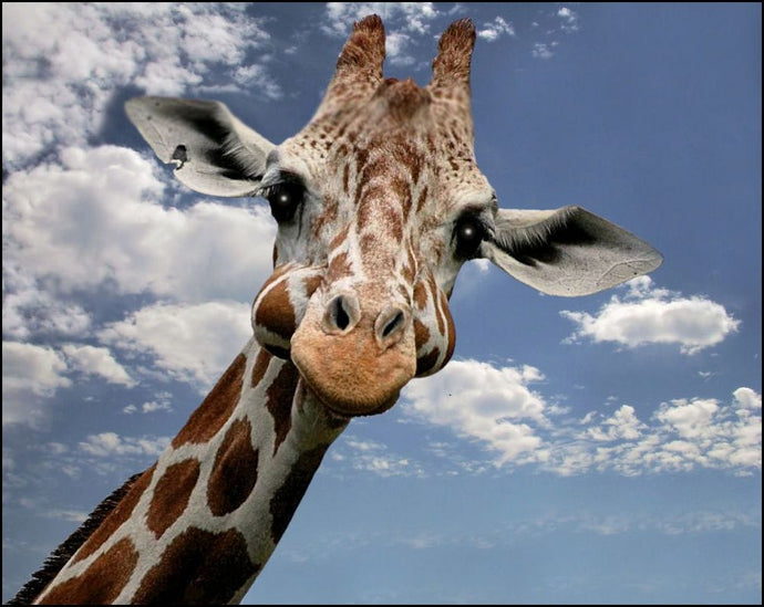 Виждали ли сте жираф с бастун?