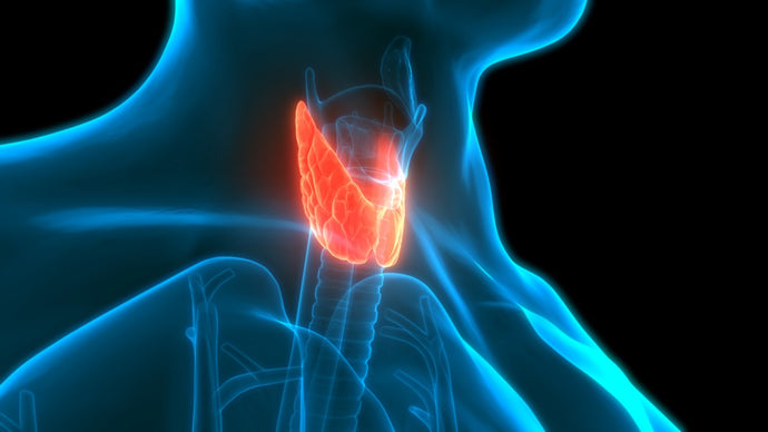 Щитовидна жлеза – Важните неща, които трябва да знаем!